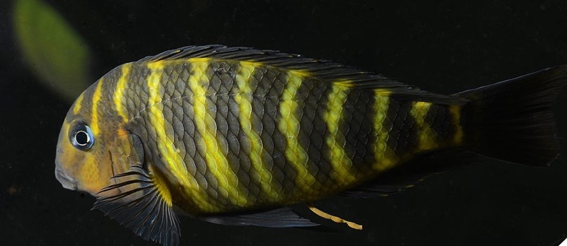 Tropheus sp. 'mpimbwe' Cape Mpimbwe (Red Cheek)